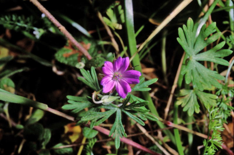 Geranium dissectum